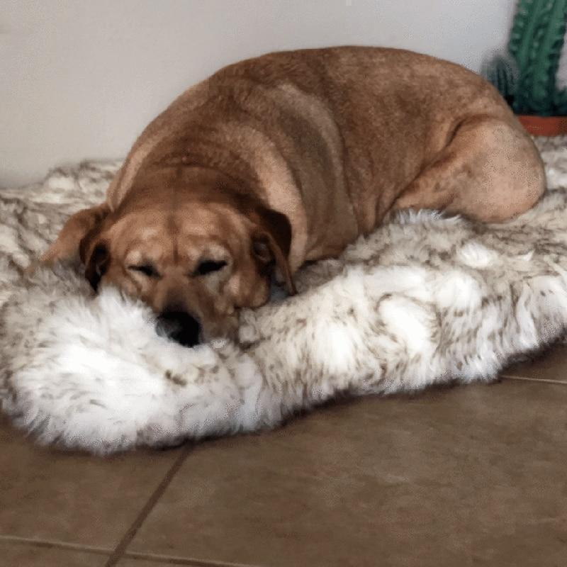 Orthopedic Sofa Dog Bed With Vegan Fur, Memory Foam - LuxxStores