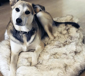 Orthopedic Sofa Dog Bed With Vegan Fur, Memory Foam - LuxxStores