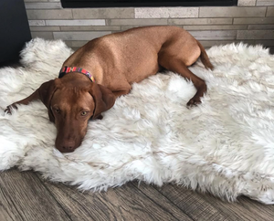 Orthopedic Sofa Dog Bed With Vegan Fur, Memory Foam - LuxxStores